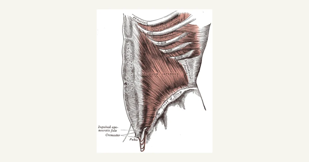 Muscles of the abdominal wall, anatomical illustration from Gray's Anatomy (1918)