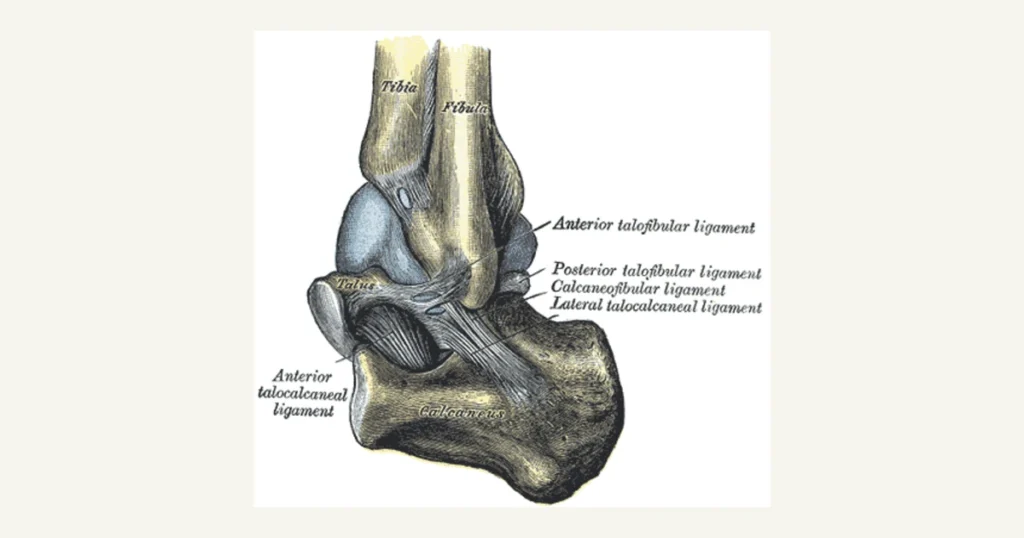 The ankle joint capsule from the outer side, anatomical illustration from Gray's Anatomy (1918)