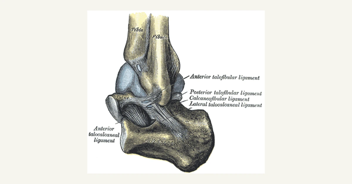The ankle joint capsule from the outer side, anatomical illustration from Gray's Anatomy (1918)