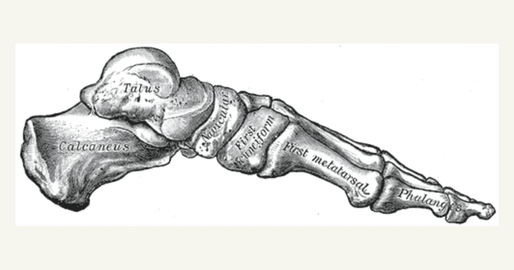 Bones of the foot seen from the inner side, anatomical illustration from Gray's Anatomy (1918)