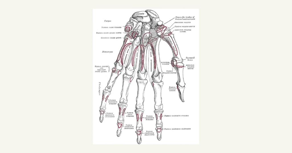 Bones of the hand and wrist, palm side, anatomical illustration from Gray's Anatomy (1918)