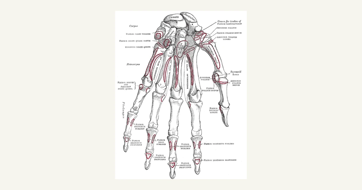 Bones of the hand and wrist, palm side, anatomical illustration from Gray's Anatomy (1918)