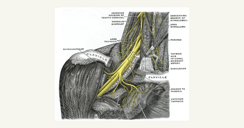 The brachial plexus, the nerves running from the neck to the arm, anatomical illustration from Gray's Anatomy (1918)