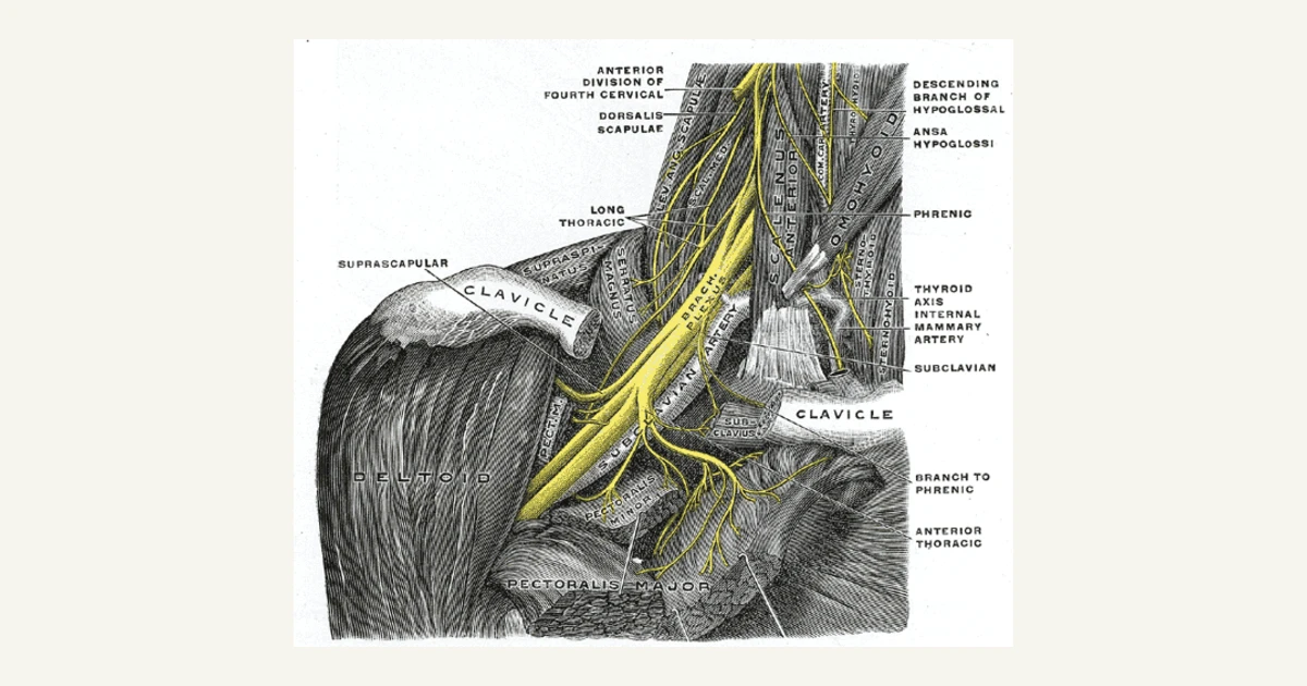 The brachial plexus, the nerves running from the neck to the arm, anatomical illustration from Gray's Anatomy (1918)