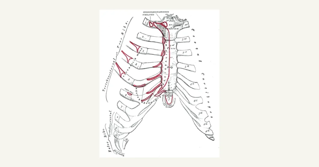 The breastbone and rib cartilages from the front, anatomical illustration from Gray's Anatomy (1918)
