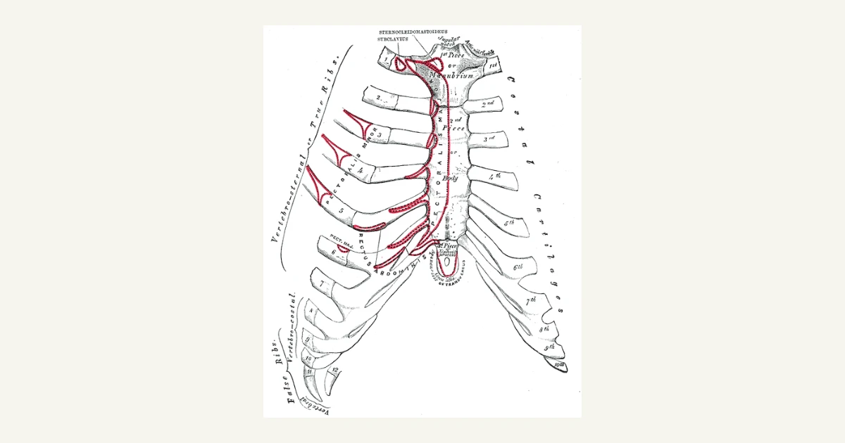 The breastbone and rib cartilages from the front, anatomical illustration from Gray's Anatomy (1918)