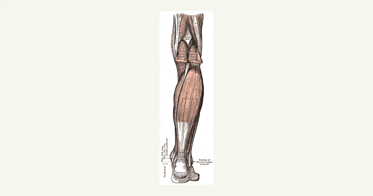 The calf muscles at the back of the lower leg, anatomical illustration from Gray's Anatomy (1918)