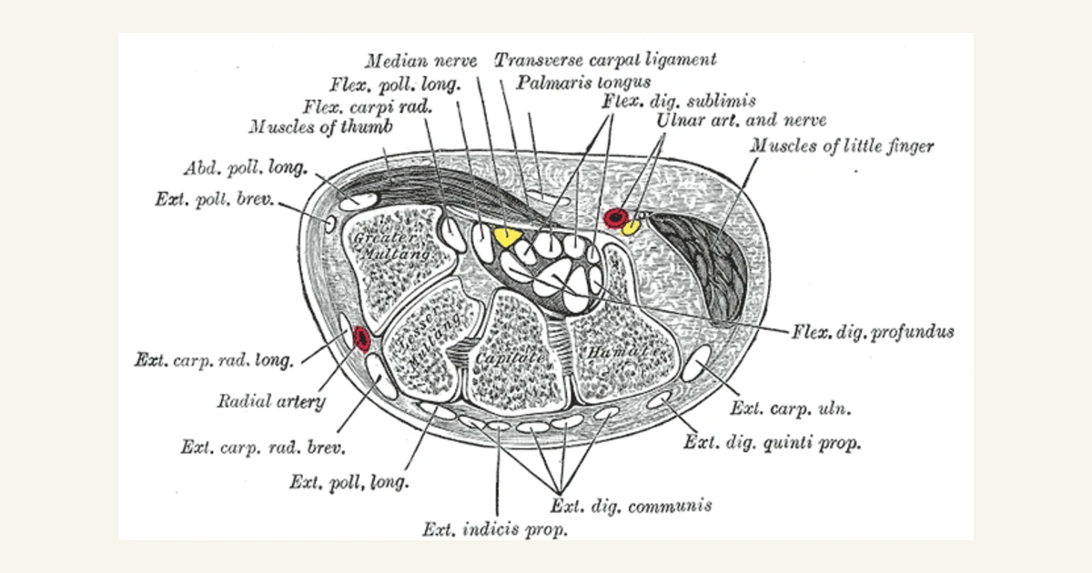 Cross-section of the wrist showing the carpal tunnel, anatomical illustration from Gray's Anatomy (1918)