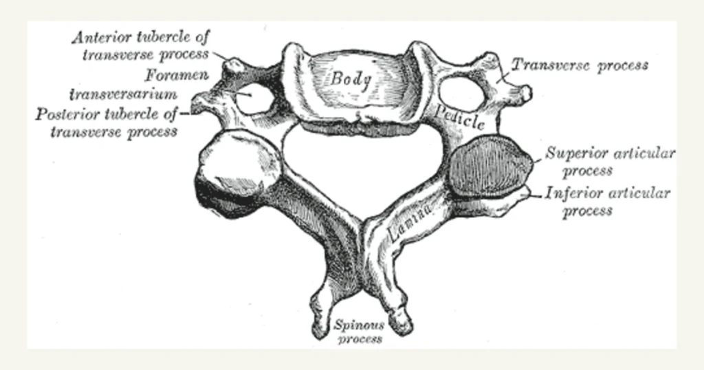 A cervical vertebra from above, anatomical illustration from Gray's Anatomy (1918)
