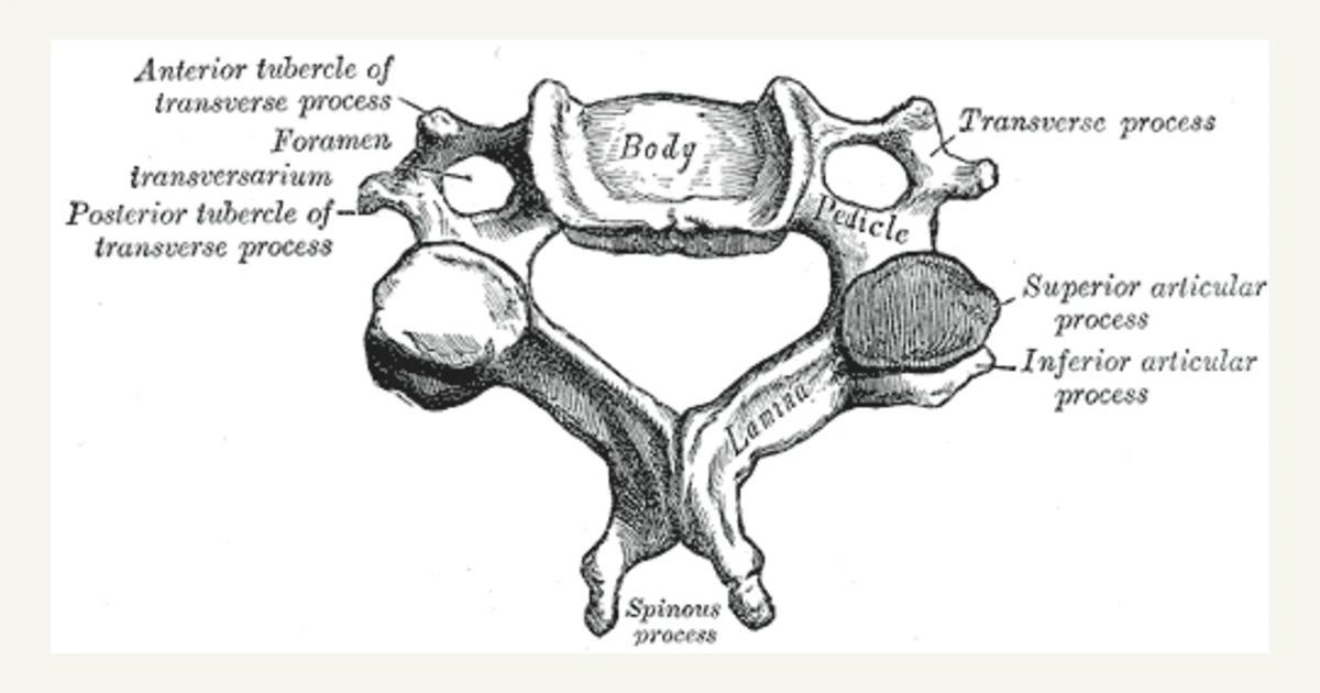 A cervical vertebra from above, anatomical illustration from Gray's Anatomy (1918)