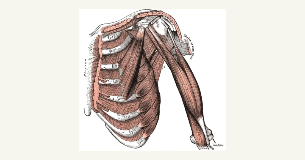 Muscles of the chest and front of the upper arm, including the biceps, from Gray's Anatomy (1918)