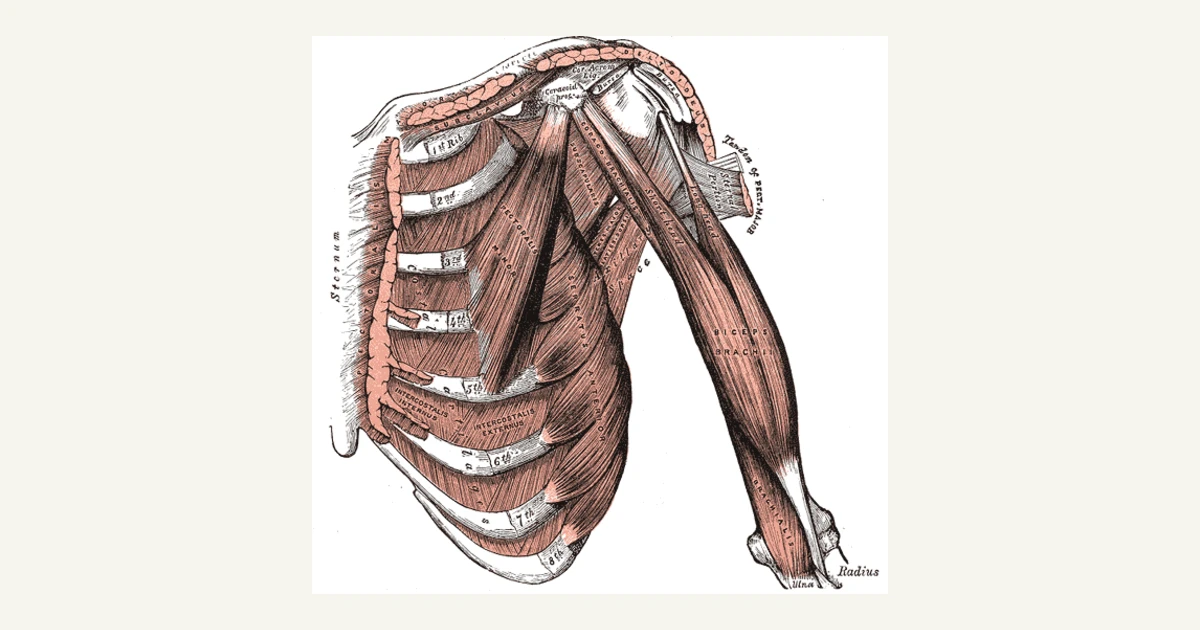 Muscles of the chest and front of the upper arm, including the biceps, from Gray's Anatomy (1918)