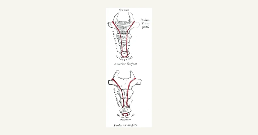The coccyx (tailbone) from the front and back, anatomical illustration from Gray's Anatomy (1918)