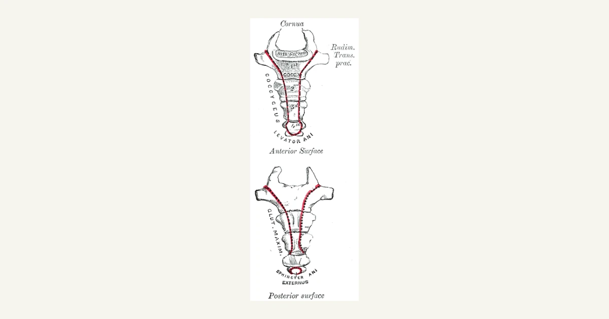 The coccyx (tailbone) from the front and back, anatomical illustration from Gray's Anatomy (1918)