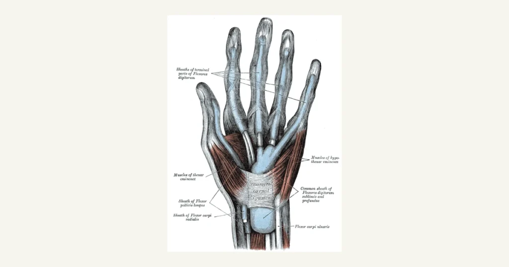 Flexor tendons and their sheaths in the palm and fingers, anatomical illustration from Gray's Anatomy (1918)
