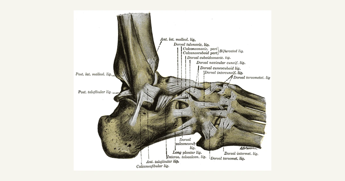 Ligaments of the foot and ankle from the outer side, anatomical illustration from Gray's Anatomy (1918)