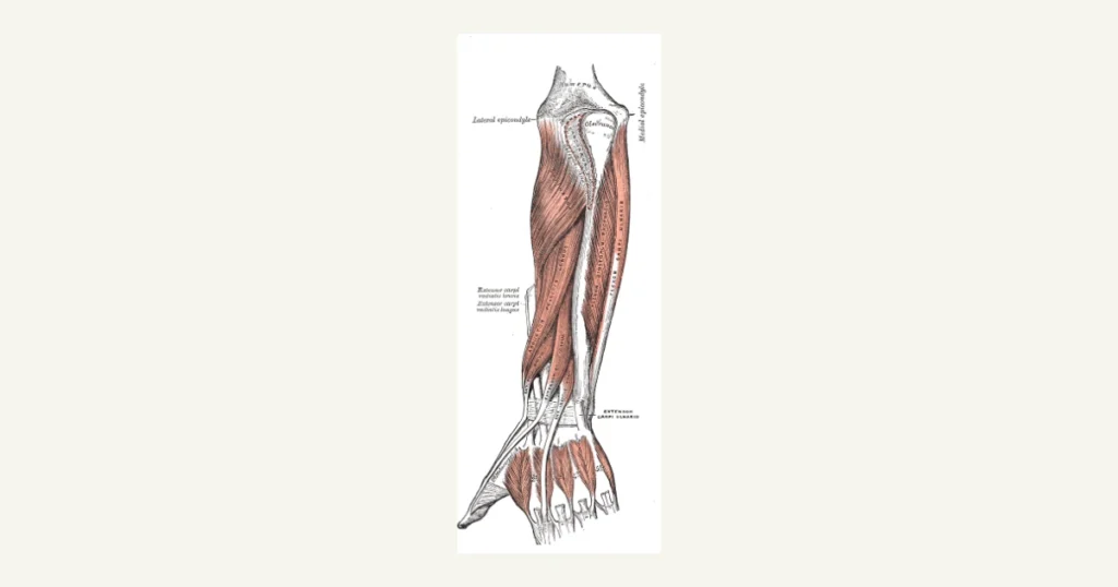 Muscles of the forearm, anatomical illustration from Gray's Anatomy (1918)