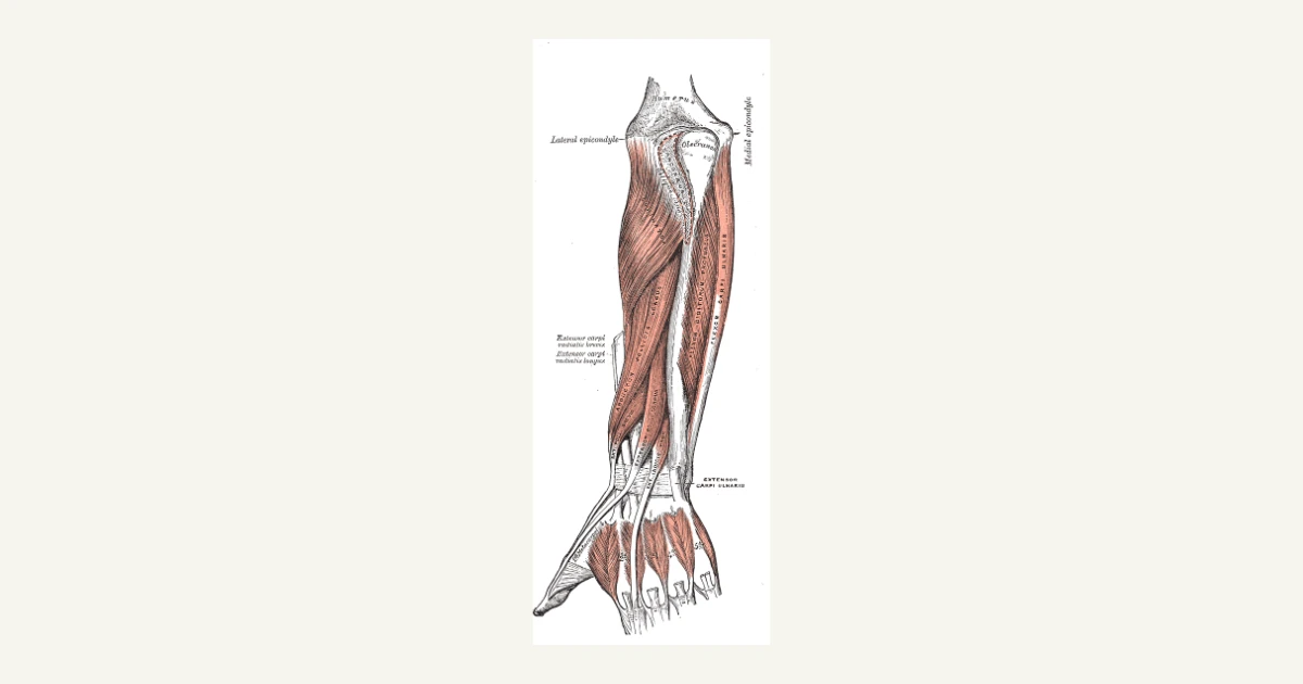Muscles of the forearm, anatomical illustration from Gray's Anatomy (1918)