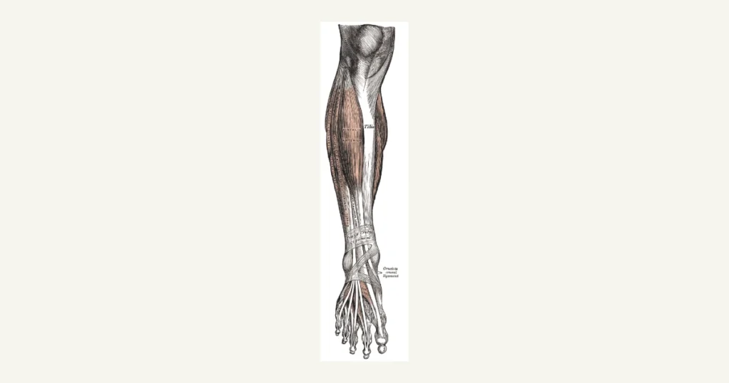 Muscles at the front of the lower leg, anatomical illustration from Gray's Anatomy (1918)