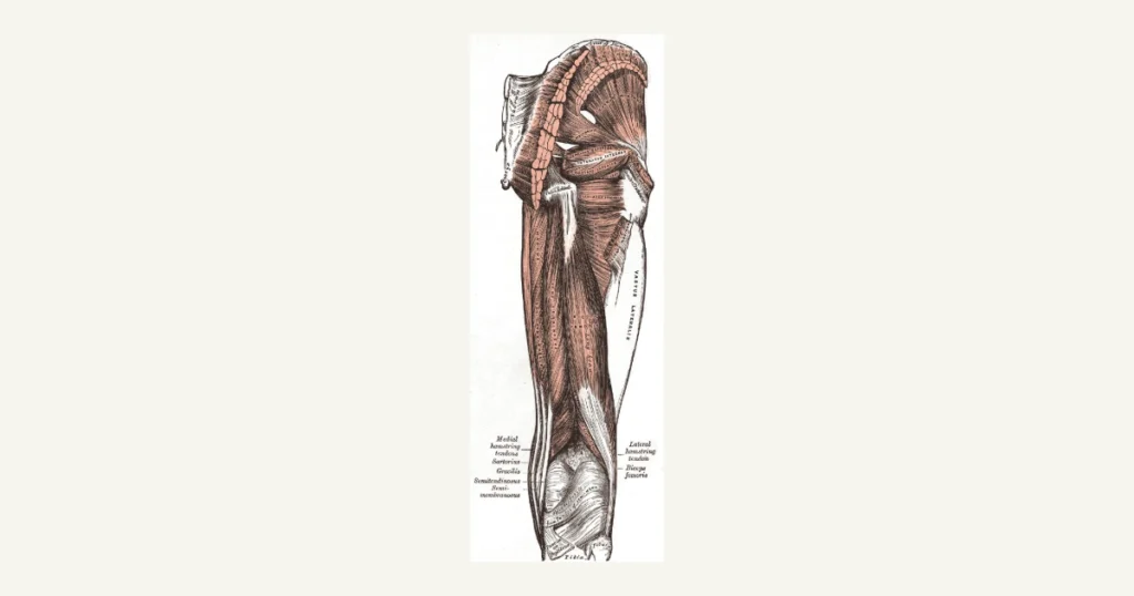 Hamstring muscles at the back of the thigh, anatomical illustration from Gray's Anatomy (1918)