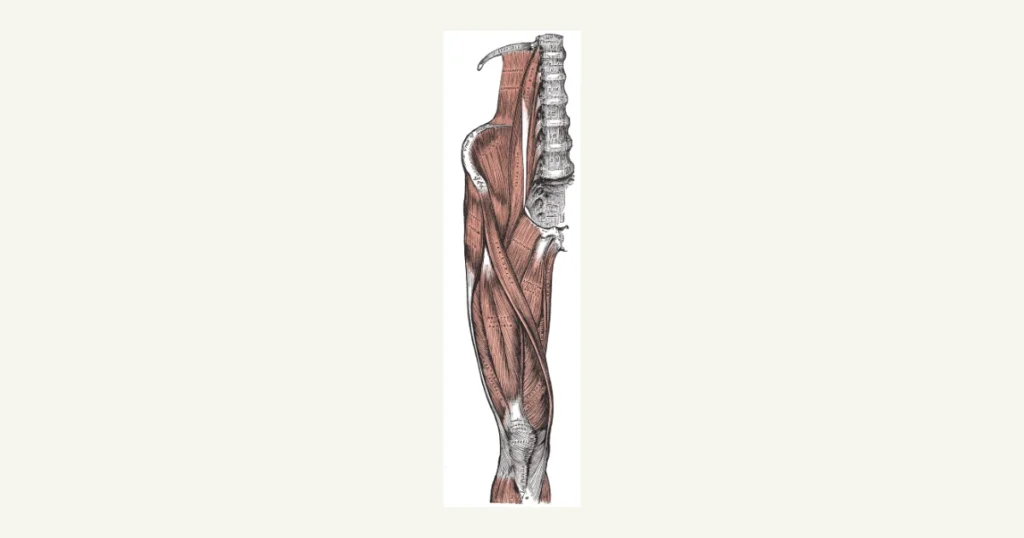 Muscles at the front of the hip and thigh, including the iliopsoas and rectus femoris, from Gray's Anatomy (1918)