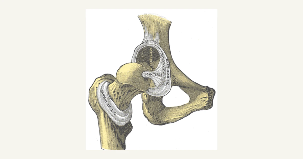 The hip joint seen from the front, anatomical illustration from Gray's Anatomy (1918)
