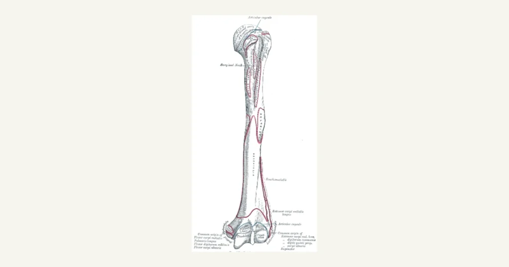 The humerus, the upper arm bone, from the front, anatomical illustration from Gray's Anatomy (1918)