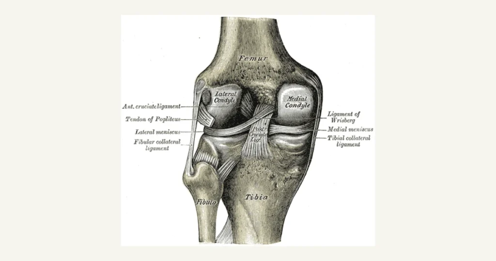 The knee joint from behind, showing the ligaments inside it, anatomical illustration from Gray's Anatomy (1918)