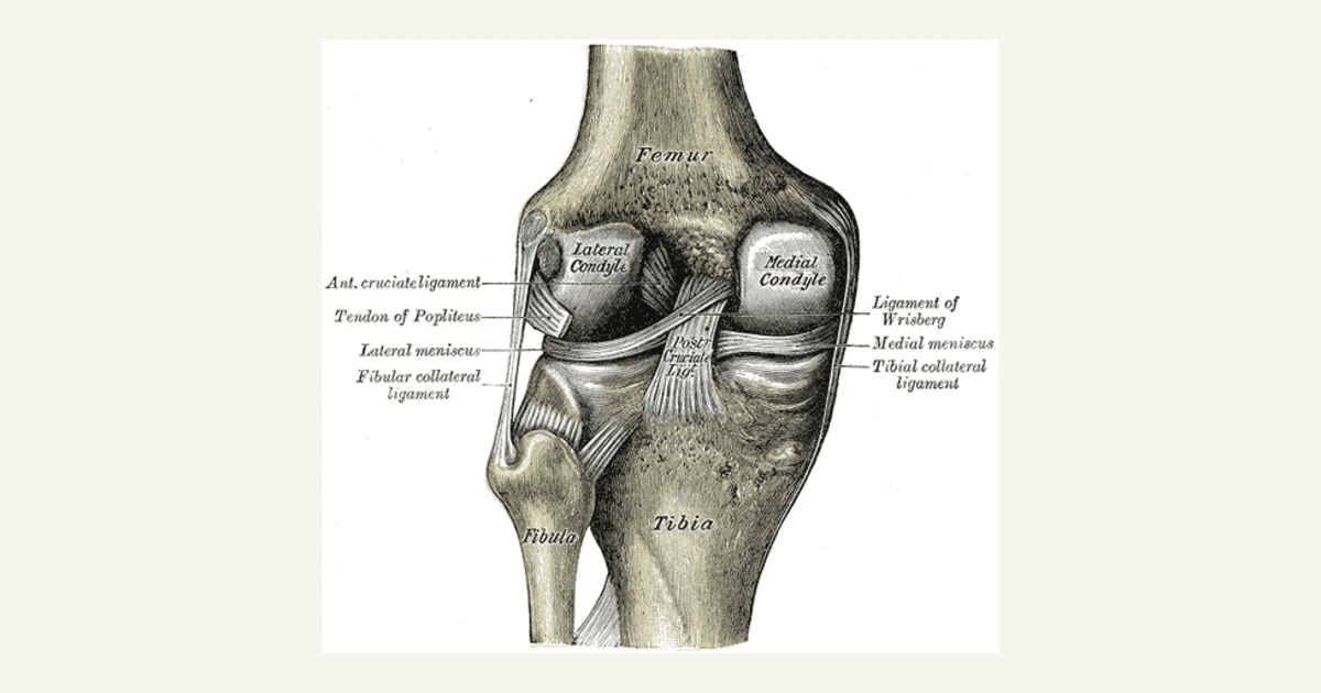 The knee joint from behind, showing the ligaments inside it, anatomical illustration from Gray's Anatomy (1918)