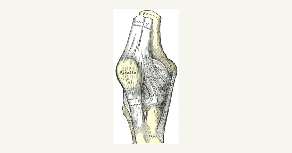 The right knee joint from the front, showing the kneecap, anatomical illustration from Gray's Anatomy (1918)