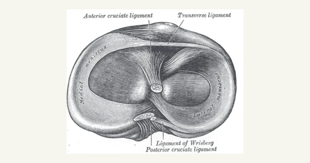Top of the shin bone showing the menisci and ligament attachments, anatomical illustration from Gray's Anatomy (1918)