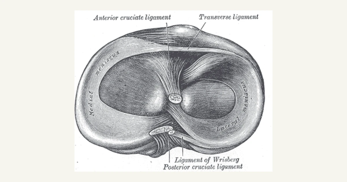 Top of the shin bone showing the menisci and ligament attachments, anatomical illustration from Gray's Anatomy (1918)