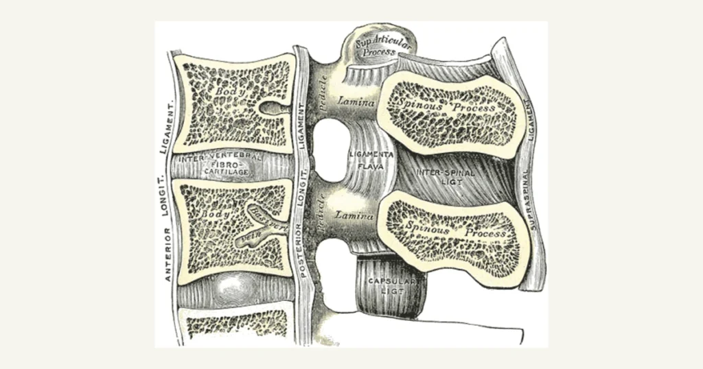 Section through two lumbar vertebrae showing the discs and ligaments, anatomical illustration from Gray's Anatomy (1918)