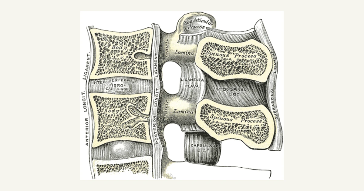 Section through two lumbar vertebrae showing the discs and ligaments, anatomical illustration from Gray's Anatomy (1918)