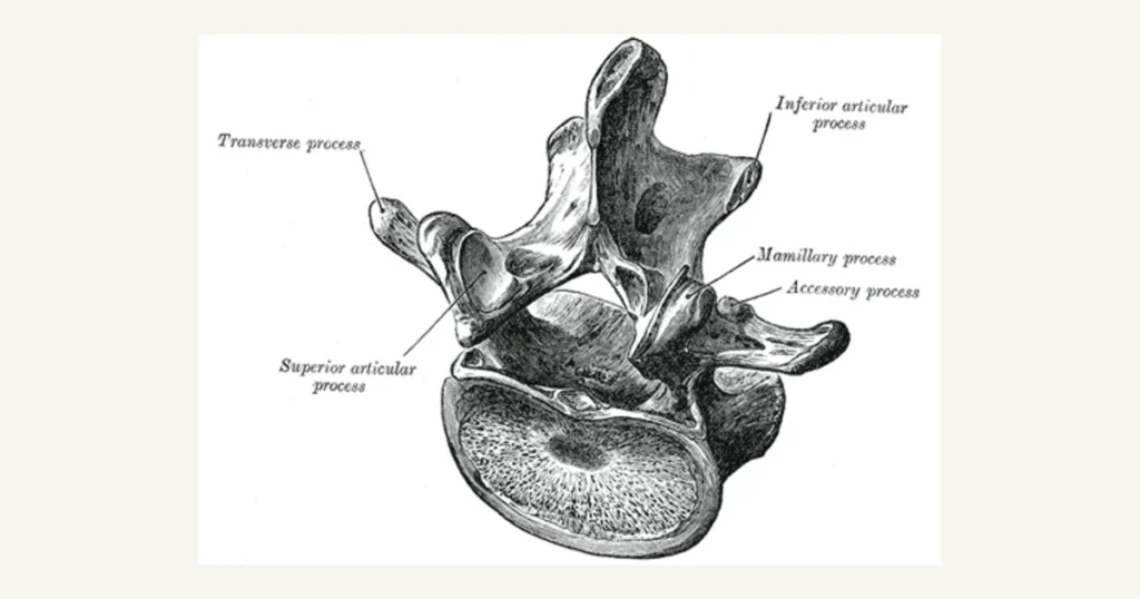 A lumbar vertebra seen from above and behind, anatomical illustration from Gray's Anatomy (1918)