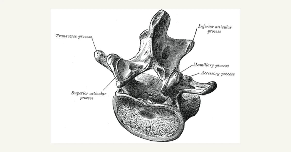 A lumbar vertebra seen from above and behind, anatomical illustration from Gray's Anatomy (1918)