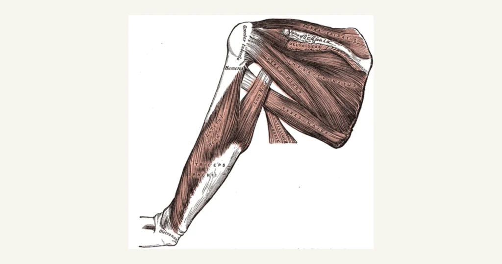 Muscles of the back of the shoulder blade and the triceps, anatomical illustration from Gray's Anatomy (1918)