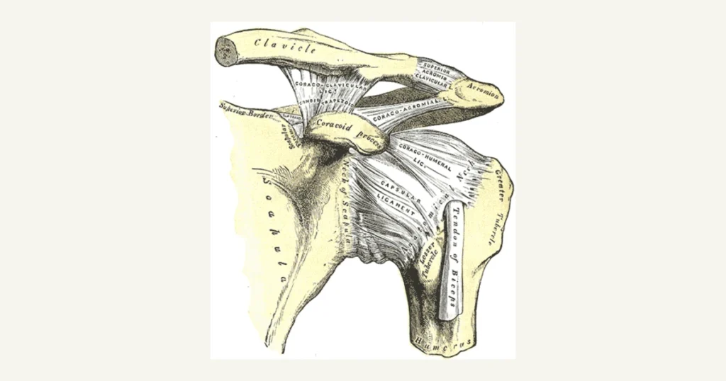 The shoulder joint and its ligaments, anatomical illustration from Gray's Anatomy (1918)