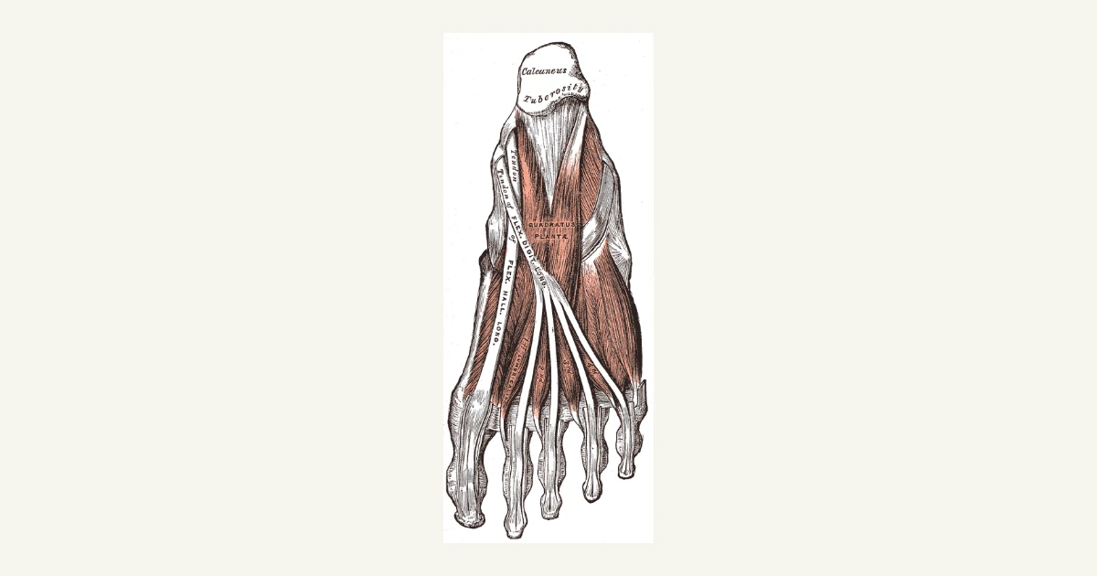 Muscles of the sole of the foot, anatomical illustration from Gray's Anatomy (1918)