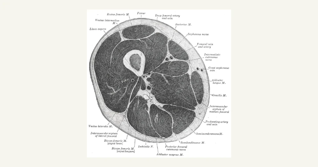 Cross-section through the thigh showing the muscles around the thigh bone, from Gray's Anatomy (1918)