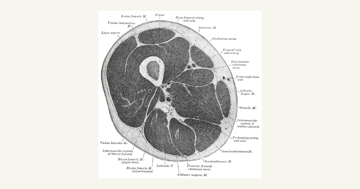 Cross-section through the thigh showing the muscles around the thigh bone, from Gray's Anatomy (1918)