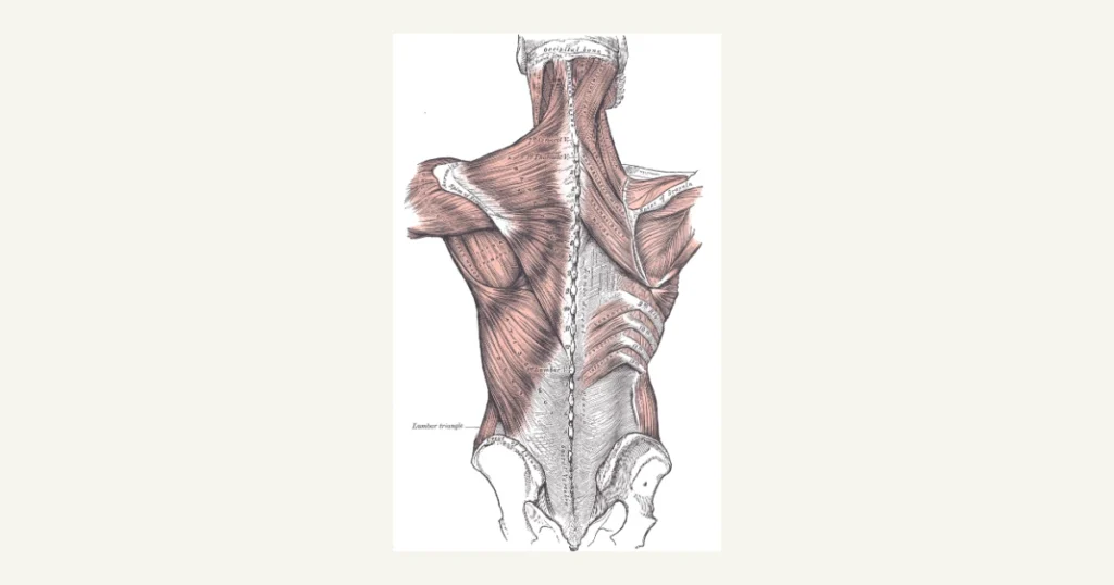 Muscles of the upper back connecting the shoulder blade to the spine, anatomical illustration from Gray's Anatomy (1918)