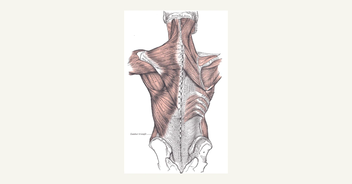 Muscles of the upper back connecting the shoulder blade to the spine, anatomical illustration from Gray's Anatomy (1918)